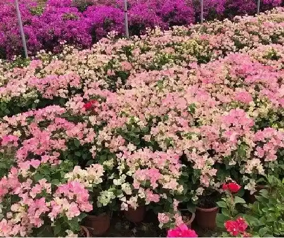 植物修剪|三角梅怎么剪枝 修剪方法及图解