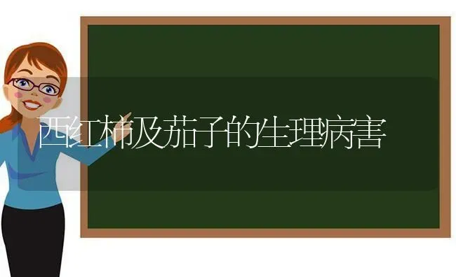 西红柿及茄子的生理病害 | 蔬菜种植