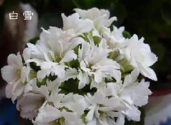 植物浇水|长寿花几天浇一次水是最好的（春夏秋冬季节正确浇水方法）