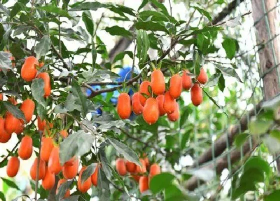 植物播种|金弹子种子冬天播种方法，金弹子种子什么时候下种）