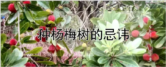 种杨梅树的忌讳 | 种植技术