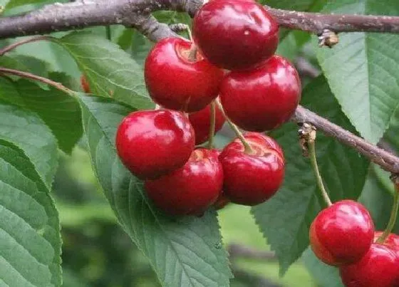 种植管理|樱桃花开得多坐果率低怎么回事，花开得不少怎样能多坐果）