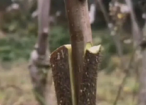 植物嫁接|猕猴桃什么时候嫁接成活率高