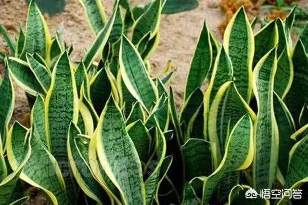 植物浇水|虎皮兰怎么浇水长得快不积水（虎皮兰种植后合适浇水方法）