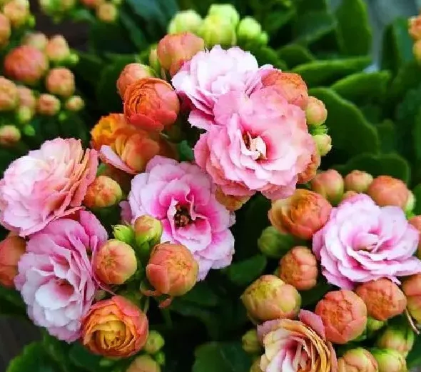 植物浇水|长寿花几天浇一次水是最好的（春夏秋冬季节正确浇水方法）