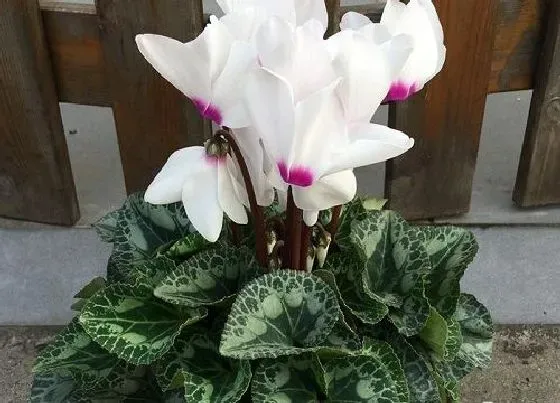 摆放常识|商铺门口适合放什么植物
