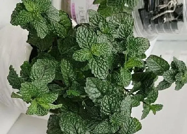 养殖科普|薄荷喜阴还是喜阳光的植物