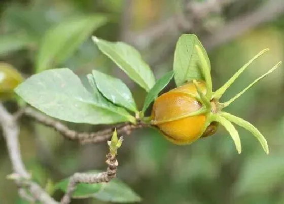 植物产地|栀子哪里产的最好