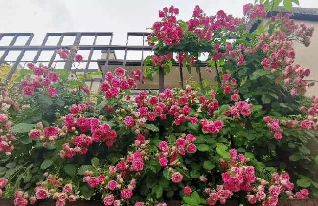 植物百科|藤本胭脂扣月季花优缺点（耐寒耐晒四季开花胭脂扣长多高）