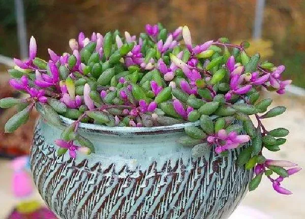 植物移栽|紫玄月怎么分盆容易成活