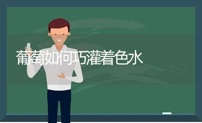 葡萄如何巧灌着色水 | 瓜果种植