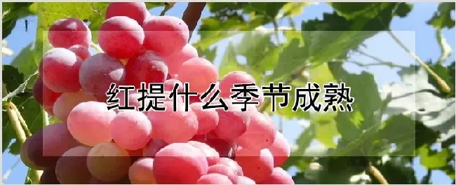 红提什么季节成熟 | 自然知识