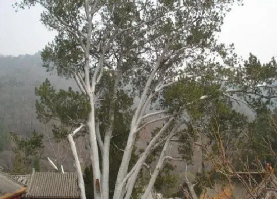 植物种类|白皮树是什么树木 属于松科植物