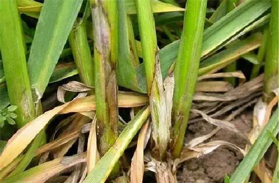 植物病害|小麦纹枯病用什么药最好（麦纹枯病打什么特效药效果好）
