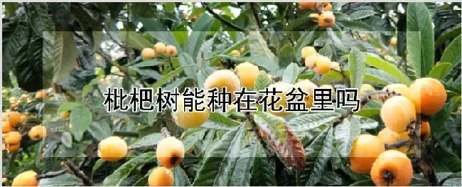 枇杷树能种在花盆里吗 | 种植资料