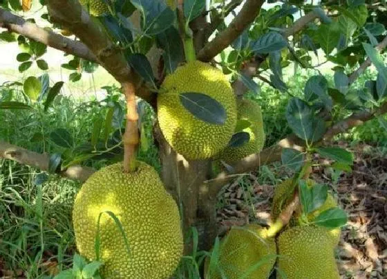 果实成熟|木菠萝怎么看熟没熟