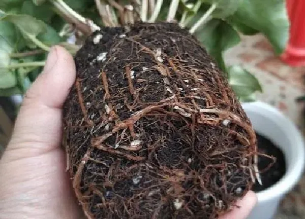 植物换土|仙客来换土换土时间和方法 换土后养护注意事项