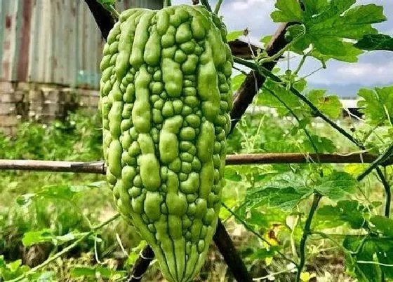 种植管理|苦瓜的生长周期是多长时间