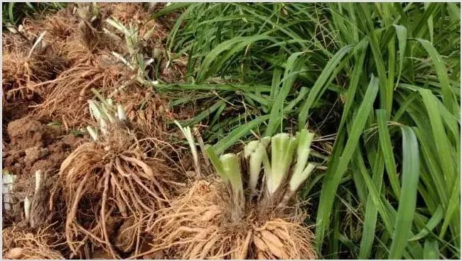 黄花菜种子种植6个技巧 | 种植资料