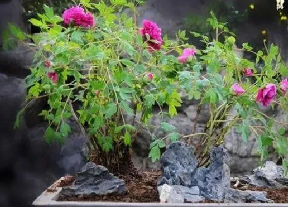 种植管理|牡丹的生长周期是多长时间