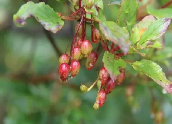 摆放常识|灯笼花适合家里养吗 家养灯笼花风水好吗