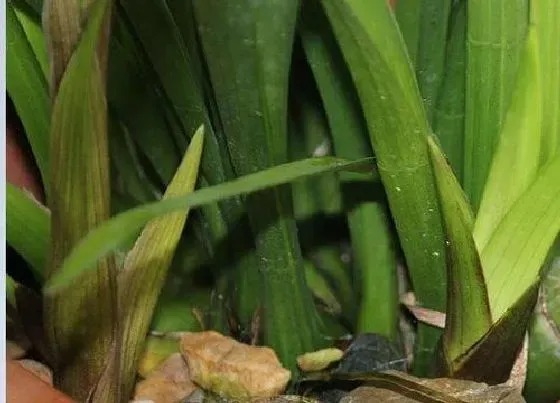 种植土壤|网购兰花怎么处理上盆 新入盆兰花浇水方法