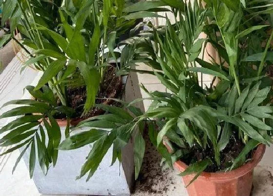 开花时间|散尾葵一年开几次花 开花有什么兆头