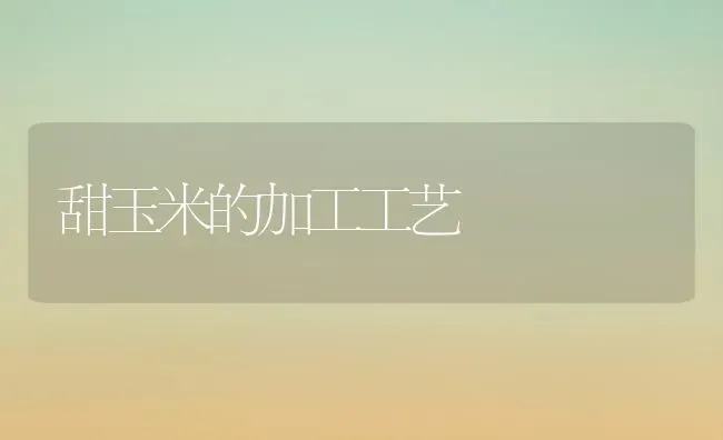 甜玉米的加工工艺 | 粮油作物种植