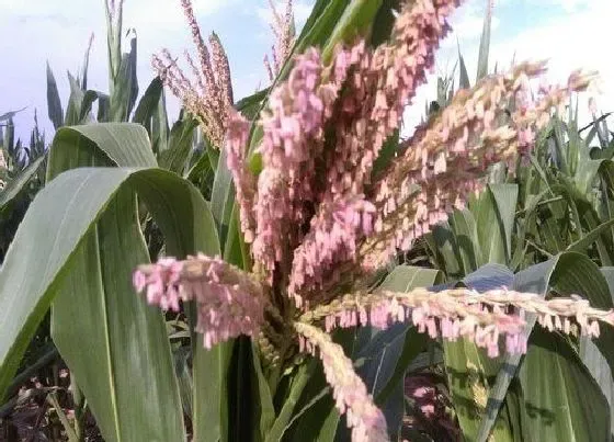 开花时间|玉米花什么时候开花 花期有多长时间