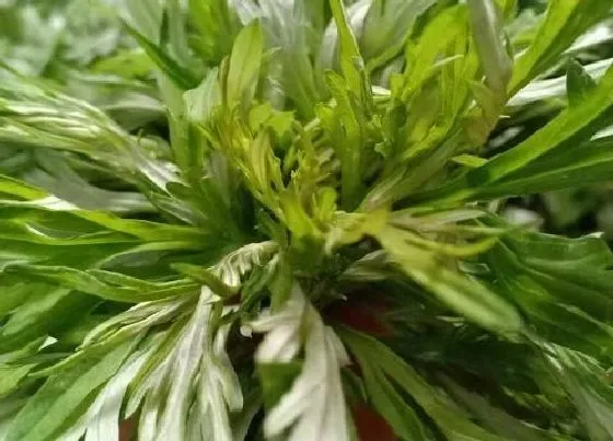 植物百科|蒿草和艾草的区别