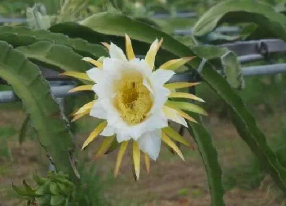 植物寓意|火龙果花的寓意和象征