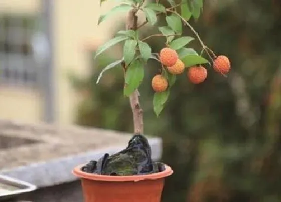种植位置|四川适合种荔枝树吗 适合什么品种的荔枝