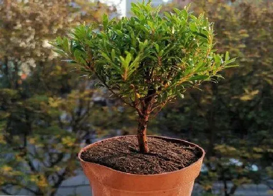 植物修剪|黄杨盆景怎么修剪方法