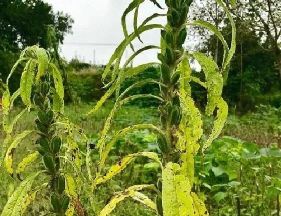 植物病害|芝麻病毒病症状与防治方法