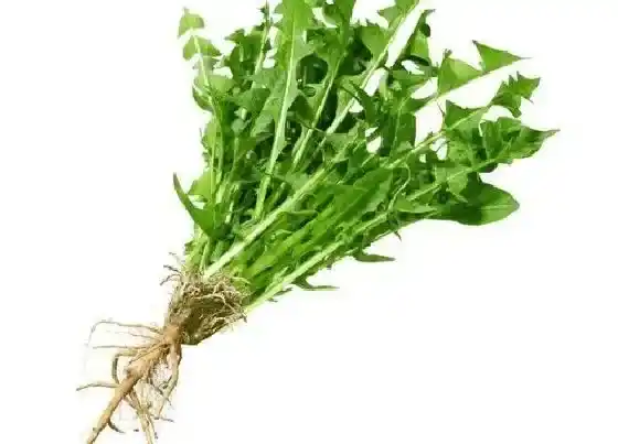 食用须知|车前草的根能吃吗