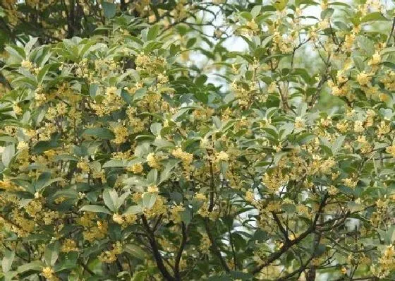 开花时间|桂花什么时候开花季节 一般几点钟开放