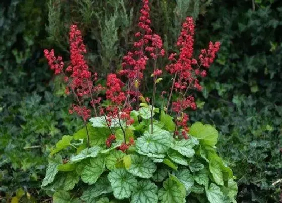 植物百科|矾根开花吗 花期多长时间