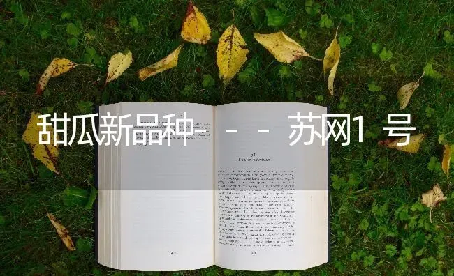 甜瓜新品种---苏网1号 | 瓜果种植