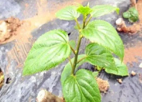 植物扦插|猕猴桃扦插时间和方法