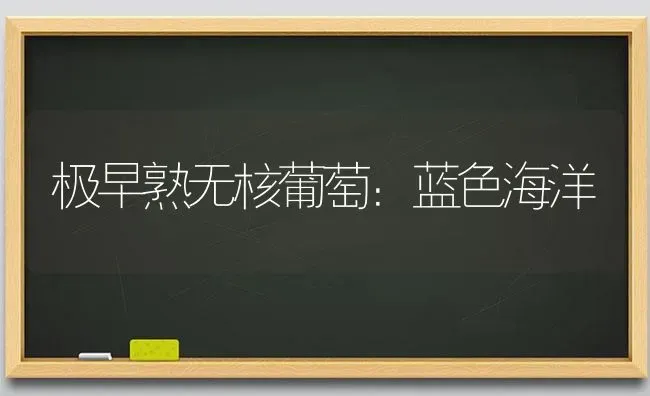 极早熟无核葡萄：蓝色海洋 | 瓜果种植