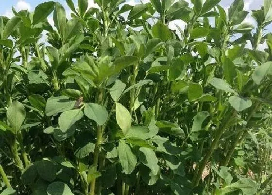 植物播种|苜蓿什么时候播种最合适