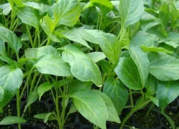 植物浇水|辣椒苗多久浇一次水