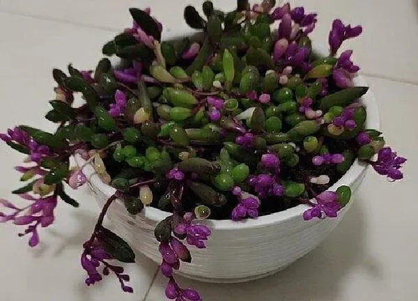 植物移栽|紫玄月怎么分盆容易成活
