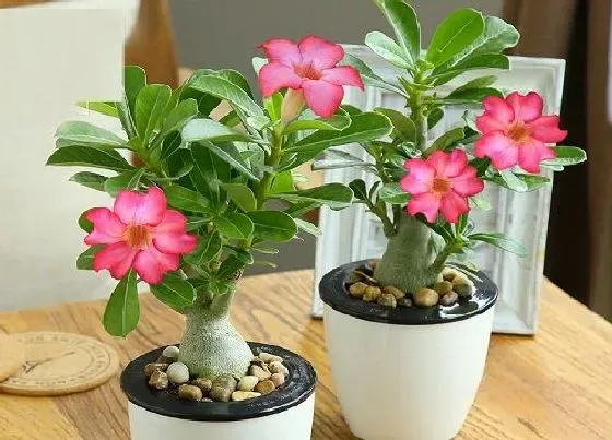 植物播种|沙漠玫瑰种子怎么种植