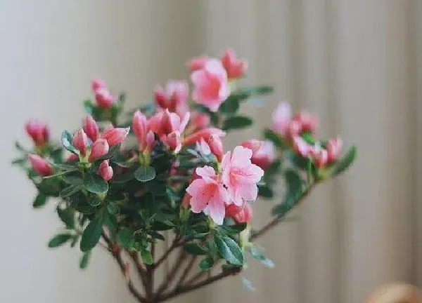 养殖方法|杜鹃花怎么水养