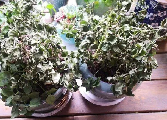 冬天植物|幸福树冬天掉叶子吗