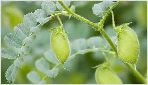 鹰嘴豆的高产种植技术详解 | 自然知识