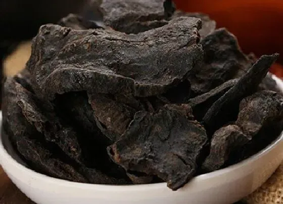 植物播种|何首乌种子怎么种植