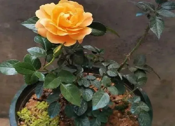 植物浇水|盆栽月季多久浇一次水