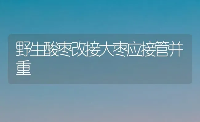 野生酸枣改接大枣应接管并重 | 瓜果种植